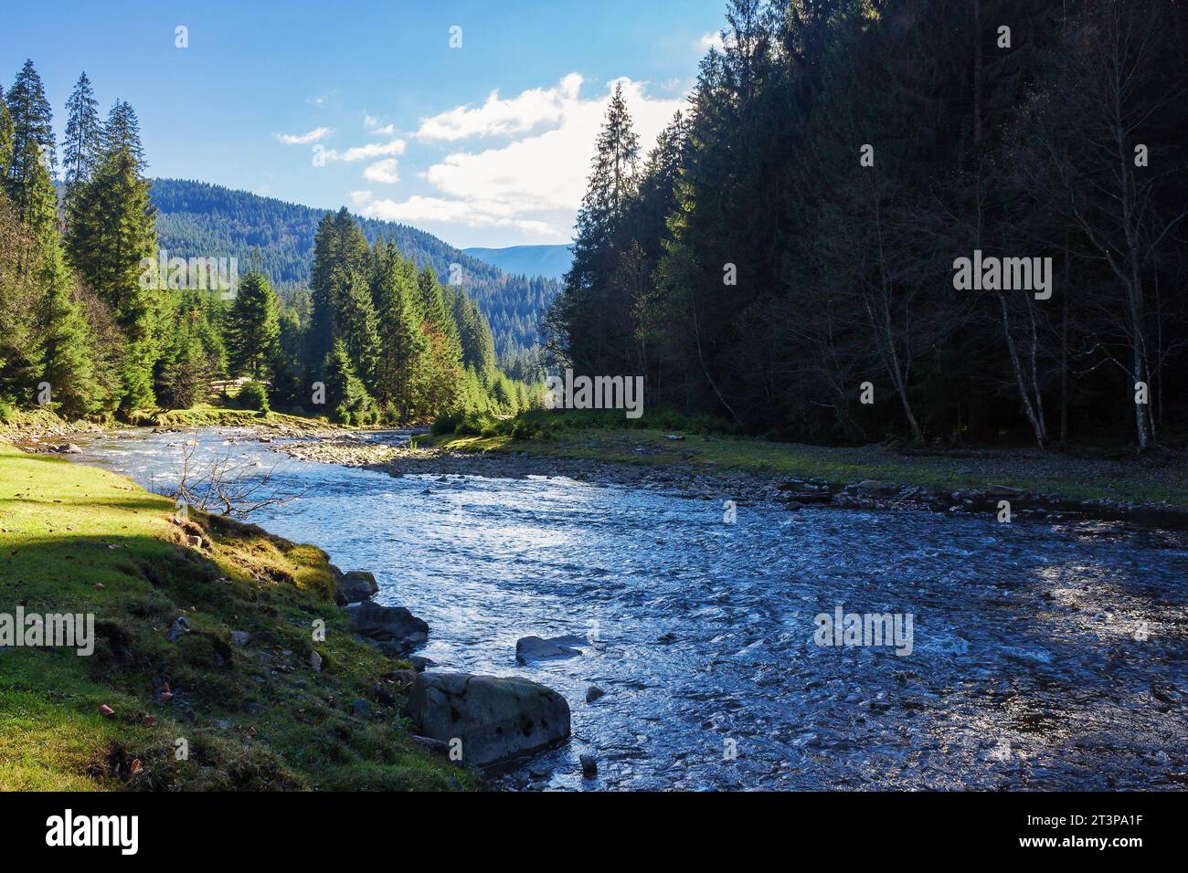 der fluss fließt durch ein bewaldetes Tal. karpaten Landschaft an einem warmen sonnigen Tag im Herbst Stockfoto