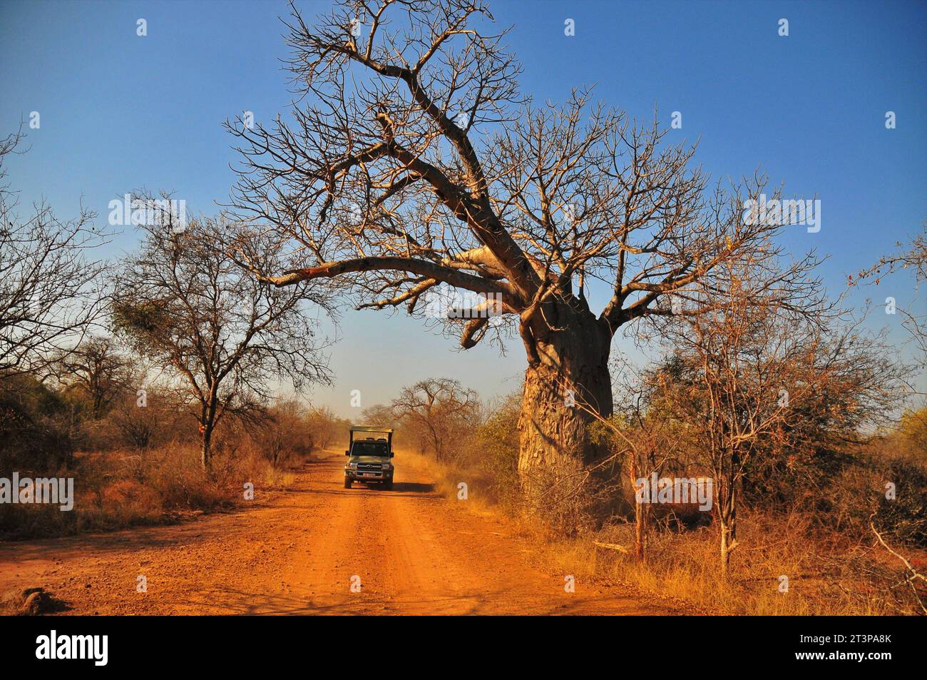Das Makuya Nature Reserve in der südafrikanischen Provinz Limpopo bietet Besuchern ein einzigartiges Erlebnis von Pirschfahrten und Camping in rauem Gelände Stockfoto