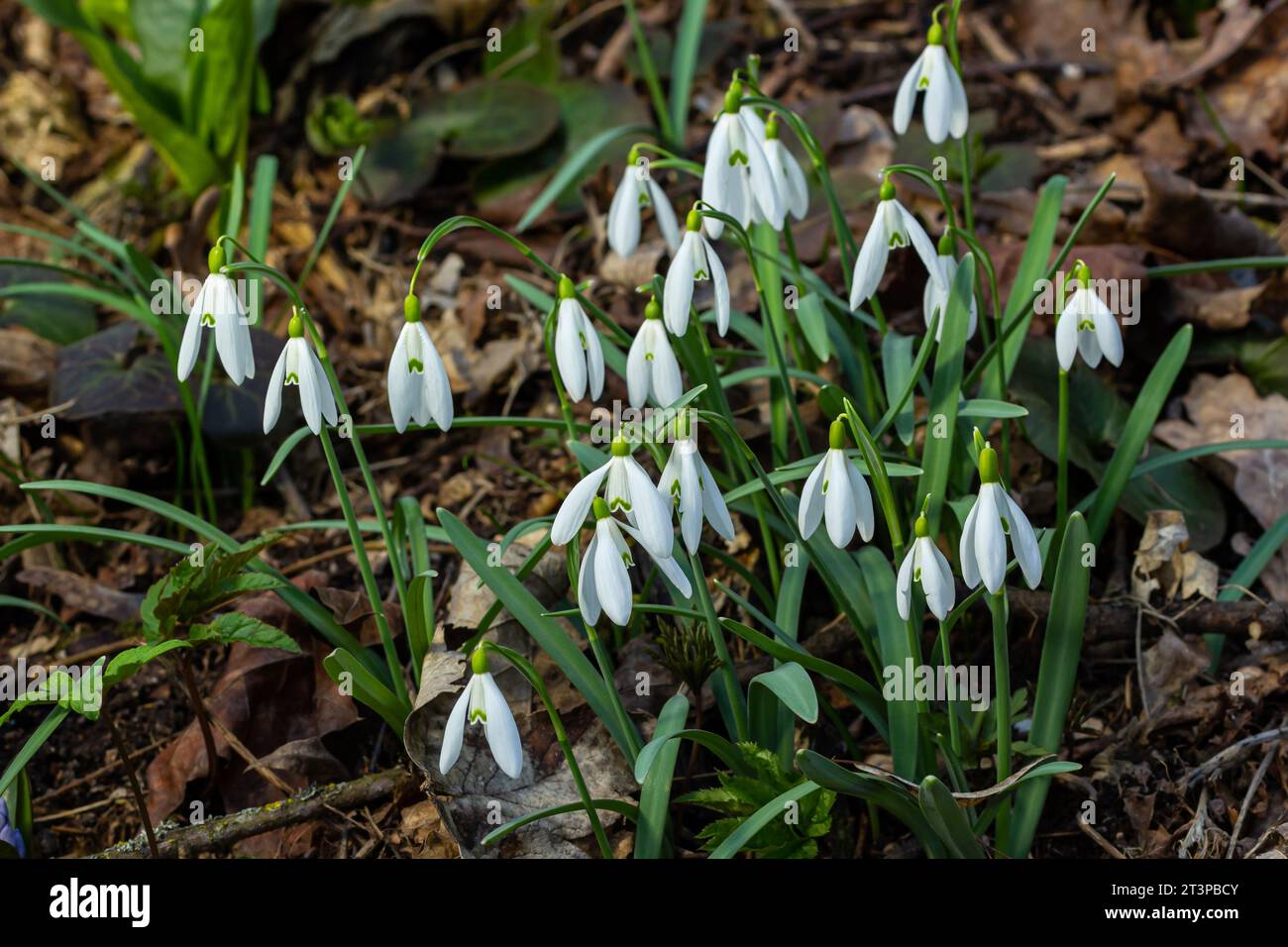 Weiße Schneetropfen Blumen aus der Nähe. Galanthus blüht im Frühling von der Sonne im grünen, verschwommenen Hintergrund. Galanthus nivalis bulbous, p Stockfoto