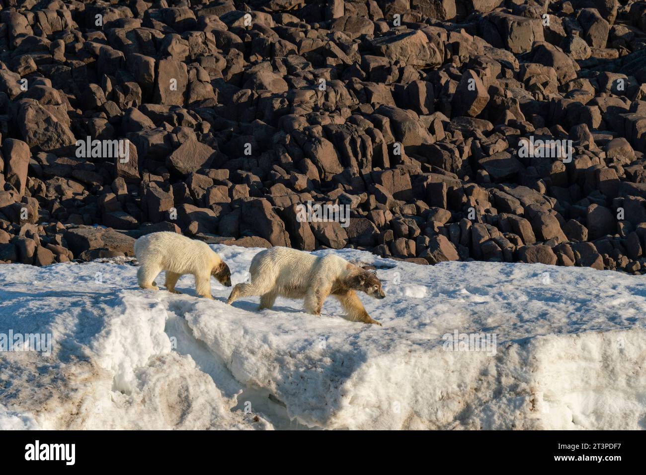 Van Otteroya Island, Svalbard Islands, Norwegen. Stockfoto