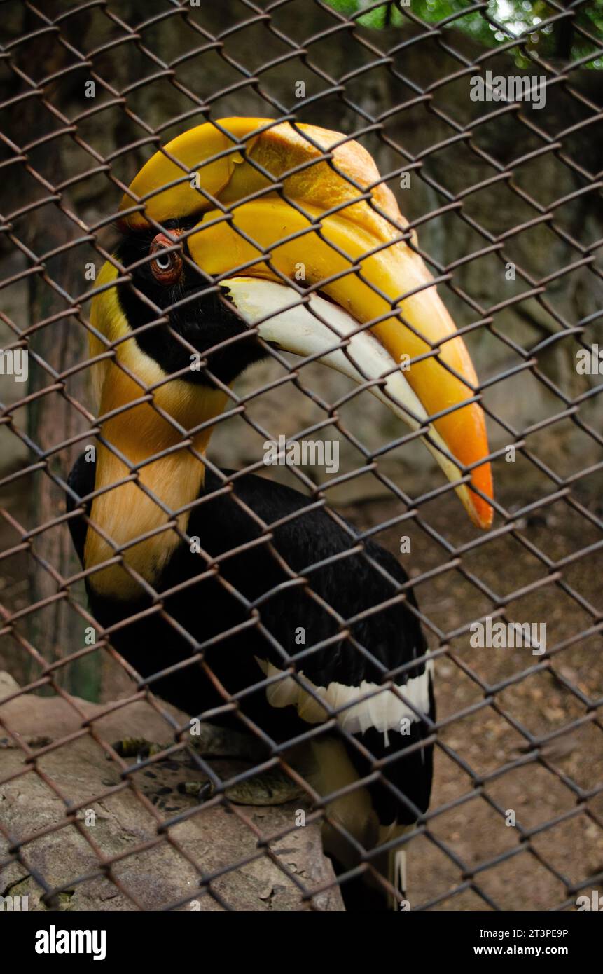 Der Vogel befindet sich im Käfig, um den Zoo zu besuchen Stockfoto