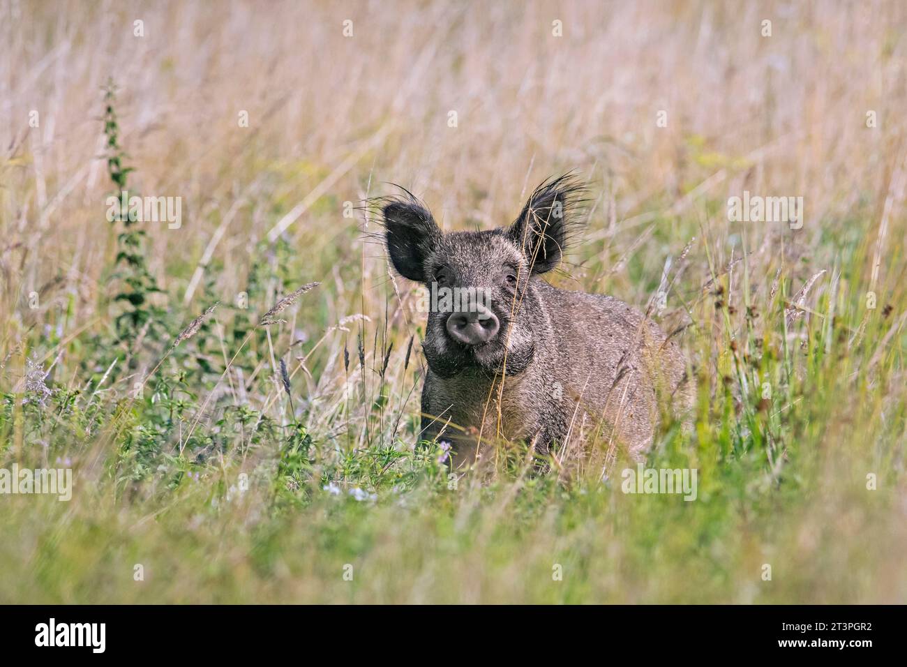 Einsame Wildschweine (Sus scrofa) Sau/Weibchen auf Weide/Feld im Sommer Stockfoto