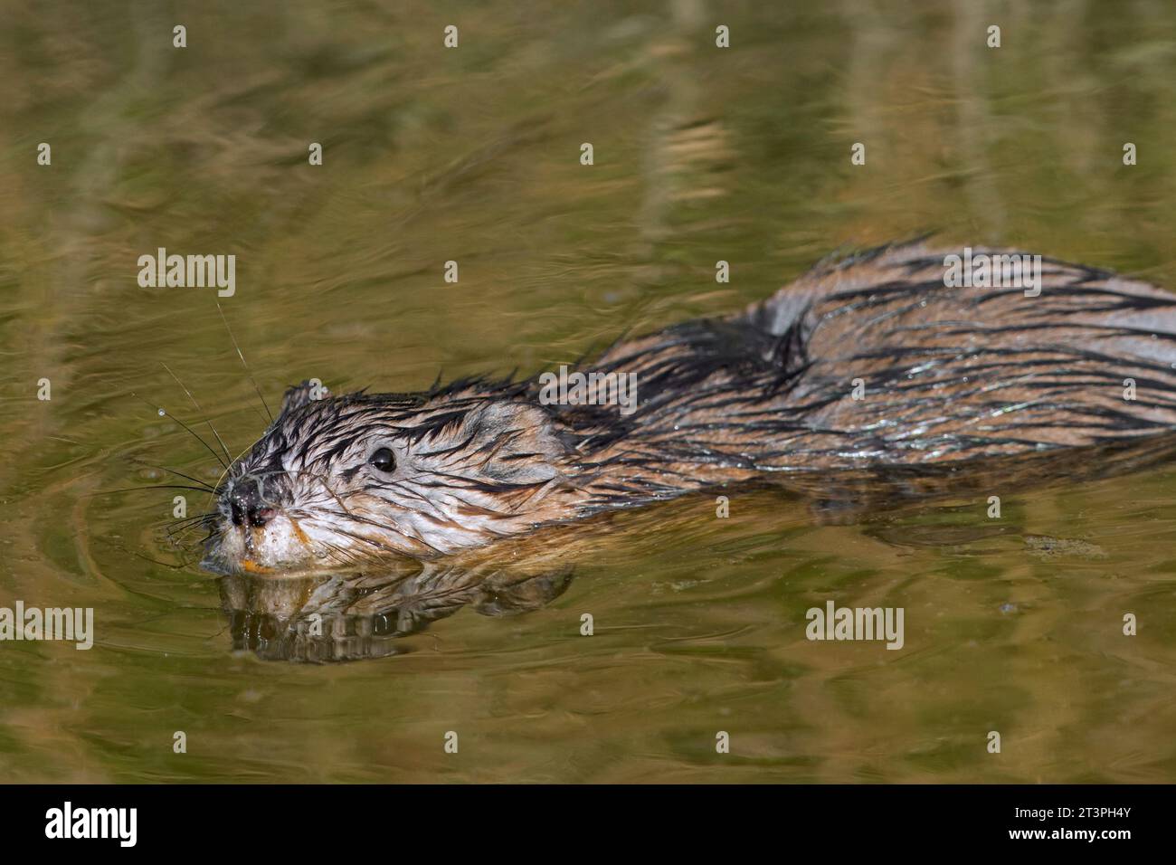 Arten von nagetieren Fotos und Bildmaterial in hoher Auflösung Alamy