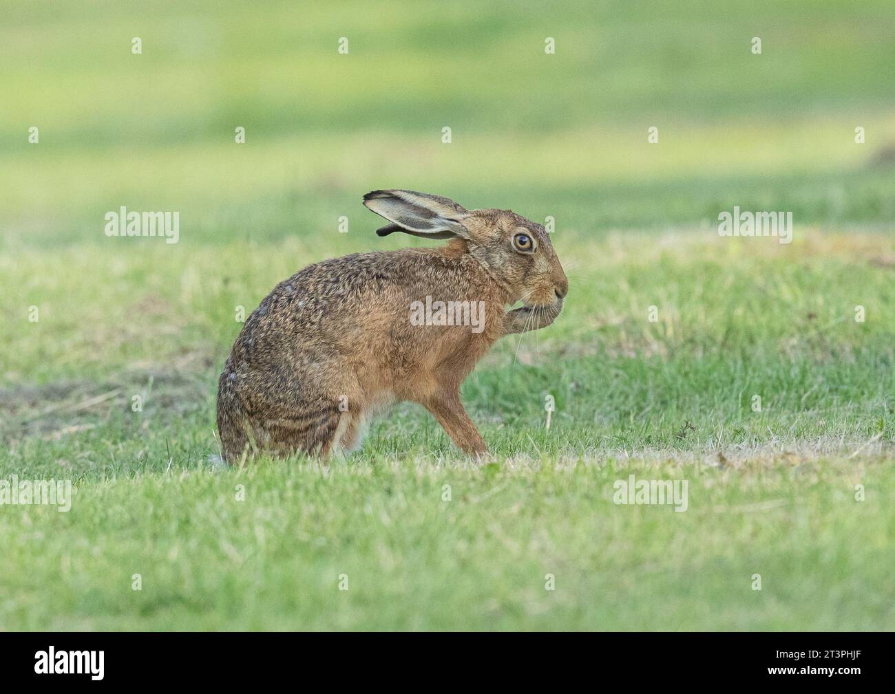 Ein wilder Brauner Hase ( Lepus europaeus) auf einer grasbewachsenen Wiese, der eine Pflege durchführt und sein Gesicht wäscht. Suffolk, Großbritannien. Stockfoto