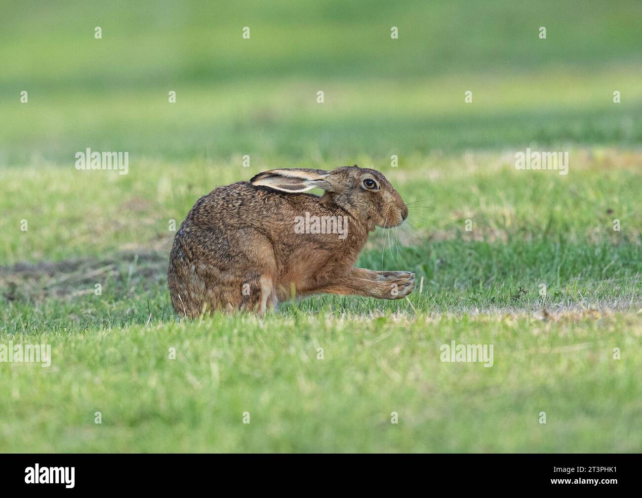 Ein wilder Brauner Hase ( Lepus europaeus) auf einer grasbewachsenen Wiese, der eine Pflege durchführt und sein Gesicht wäscht. Suffolk, Großbritannien. Stockfoto