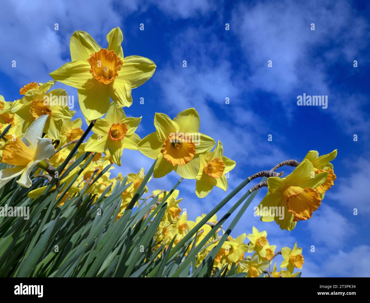 Feder Daffodills in Blüte beleuchteten durch die Nachmittagssonne Norfolk Stockfoto