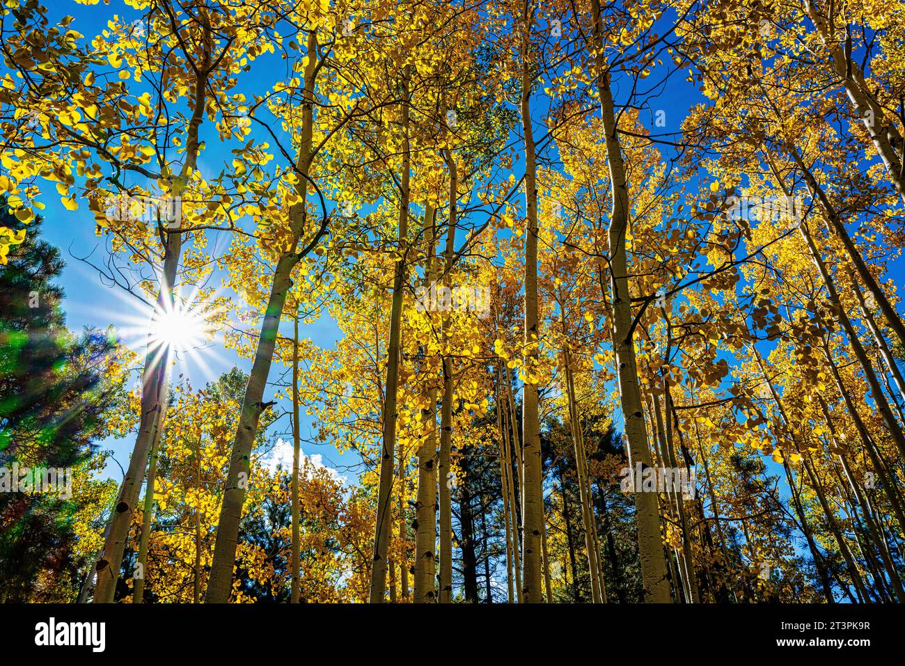 Die Sonne scheint durch den Herbst Aspens und zeigt goldene Blätter. Hart Prairie Loop Trail, Flagstaff, Arizona Stockfoto