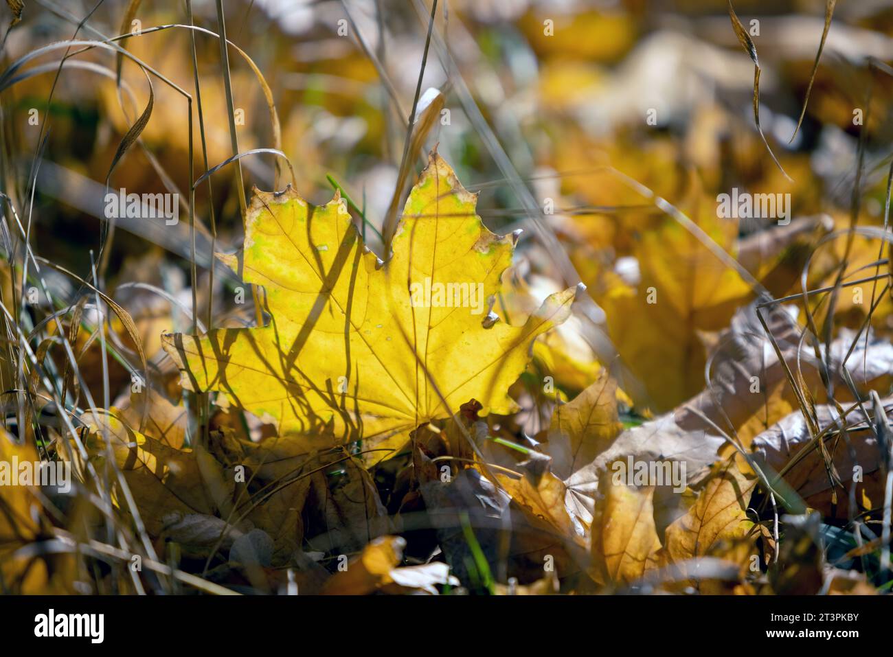 Wunderschöner, unscharfer Herbsthintergrund. Gelbe Ahornblätter sind im Licht der Sonnenstrahlen zwischen trockenem Gras im Fokus. Schöne helle Farben des Herbstes Stockfoto