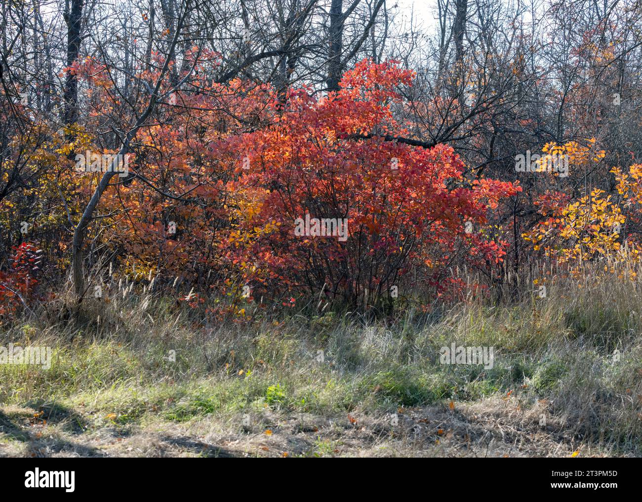 Pfad im Wald an einem herbstlichen Oktobertag. Das Mädchen geht mit den Hunden. Schöne helle Farben des Herbstes. Selektiver Fokus Stockfoto