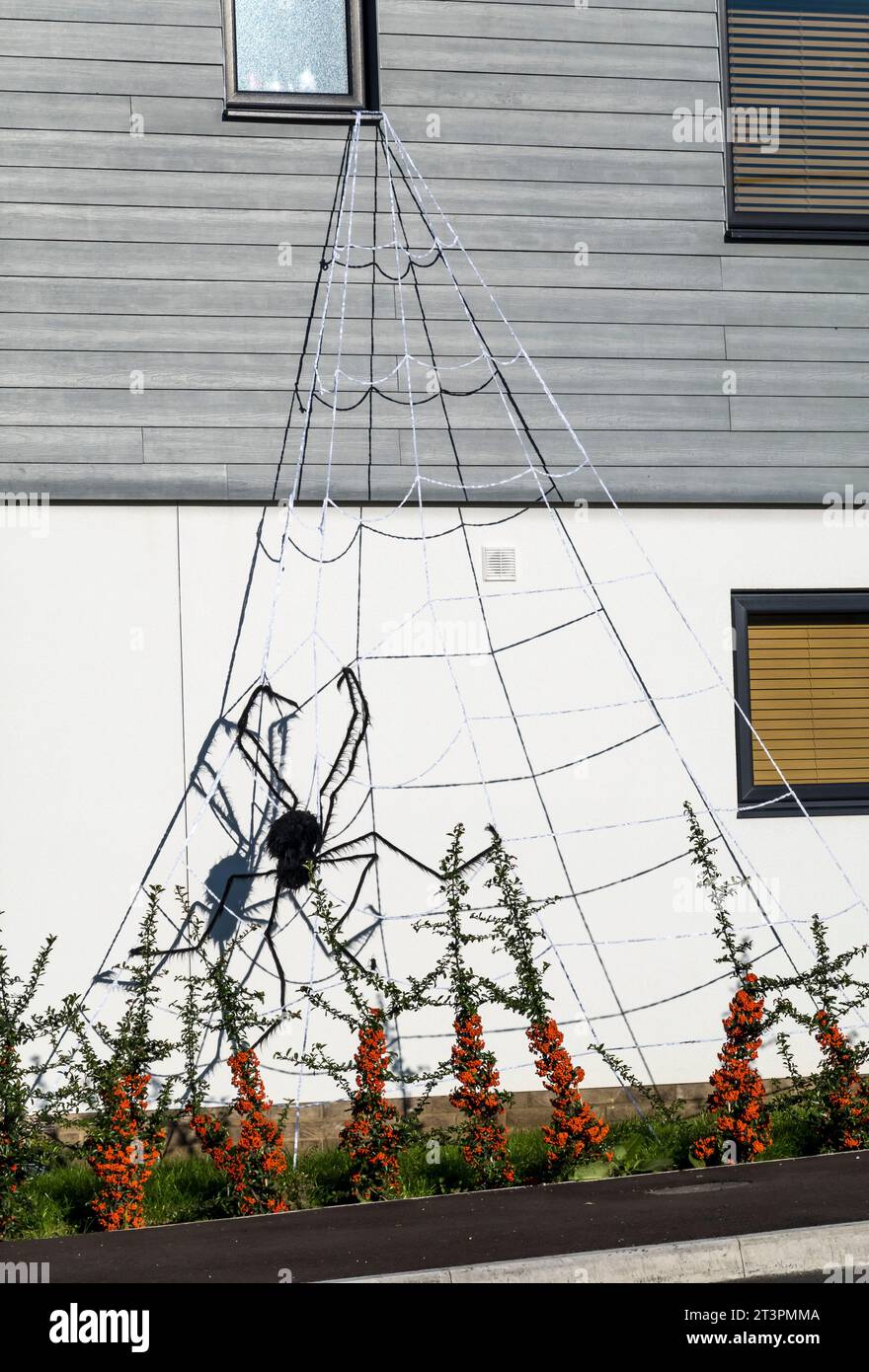 Riesenspinne auf Riesengewebe vor dem Haus, Cherry Willingham, Lincoln, Lincolnshire, England, UK Stockfoto