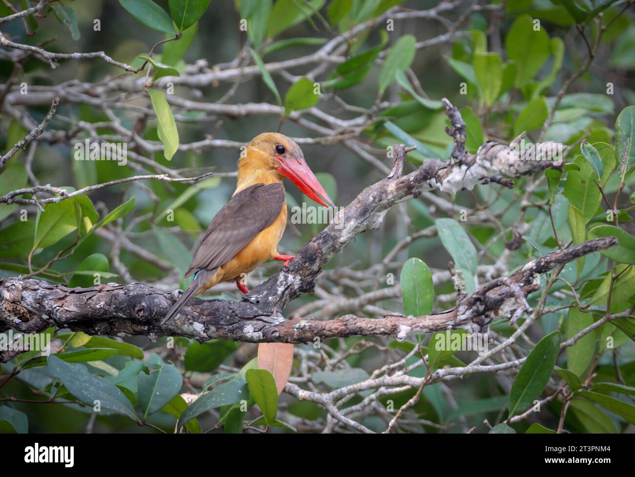 Braunflügeliger eisvogel.. Dieses Foto wurde von sundarbans, Bangladesch, aufgenommen. Stockfoto