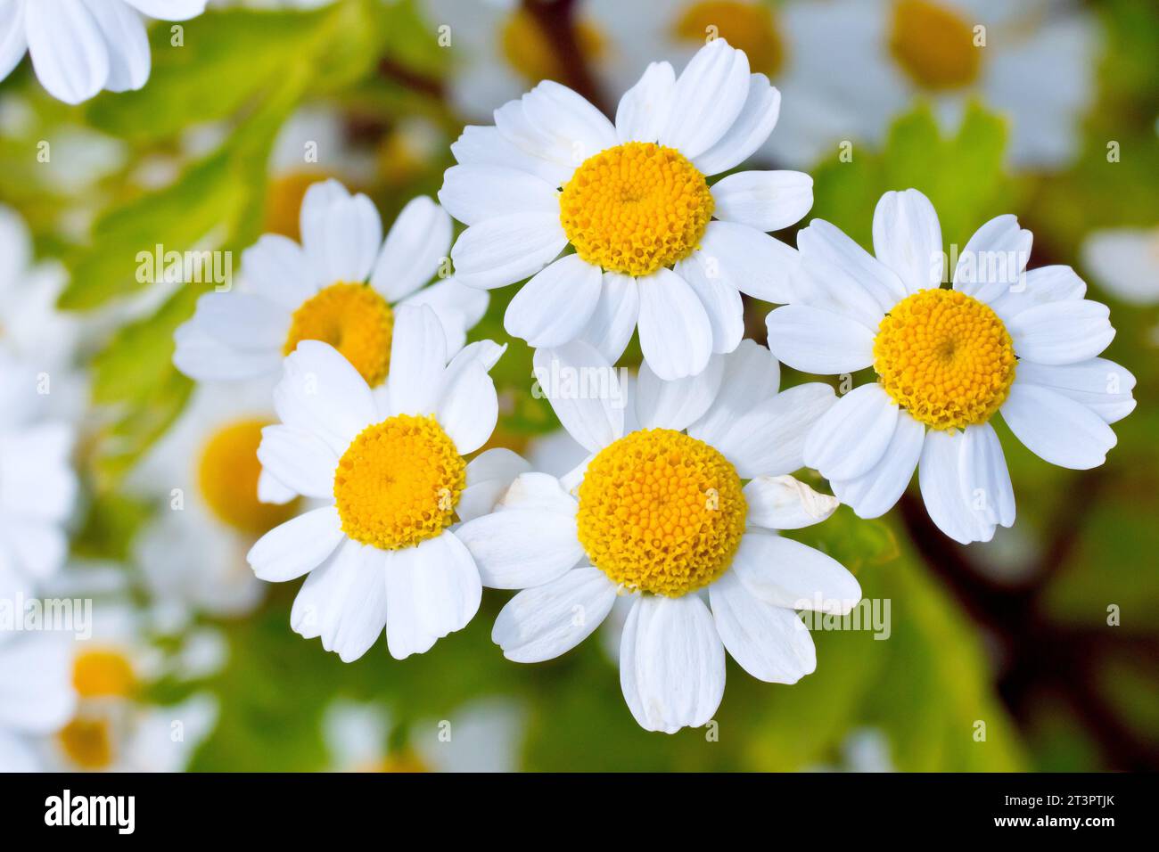 Fieber (tanacetum parthenium), Nahaufnahme, die eine Ansammlung der kleinen Gänseblümchen-ähnlichen Blüten der gewöhnlichen Pflanze von Straßenrändern und Abfällen zeigt. Stockfoto