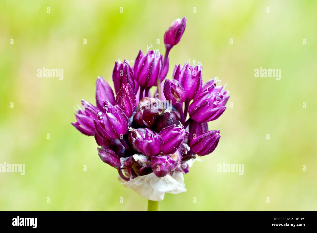 Nahaufnahme einer Art von allium, möglicherweise Feldknoblauch (allium oleraceum), die die violetten Blüten zeigt, die sich öffnen. Stockfoto