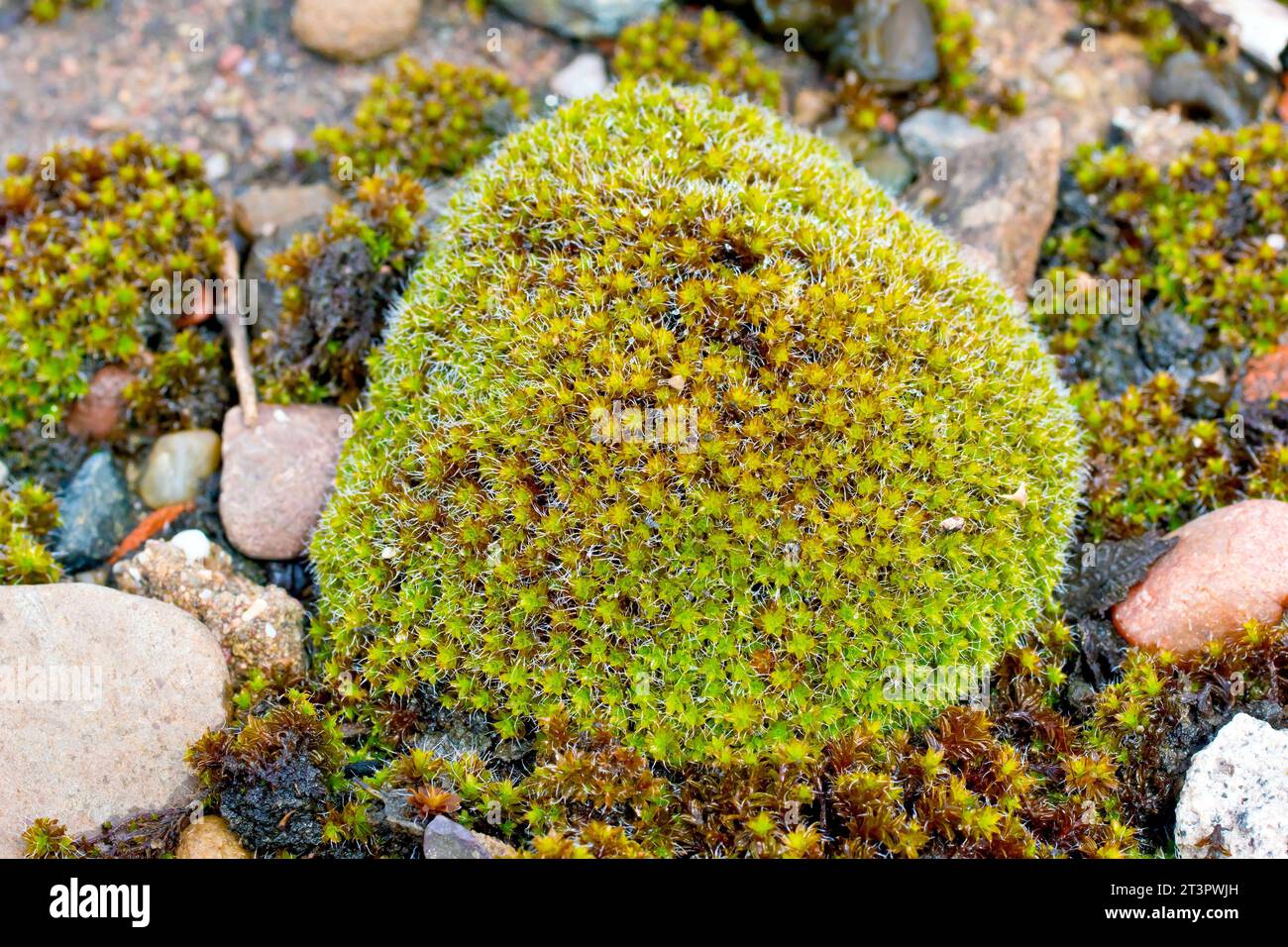 Nahaufnahme eines moosbedeckten Kiesels auf einem feuchten Abschnitt eines Kiesweges, höchstwahrscheinlich ein Schneckenmoos, möglicherweise großes Haariges Schneckenmoos (Syntrichia ruralis). Stockfoto