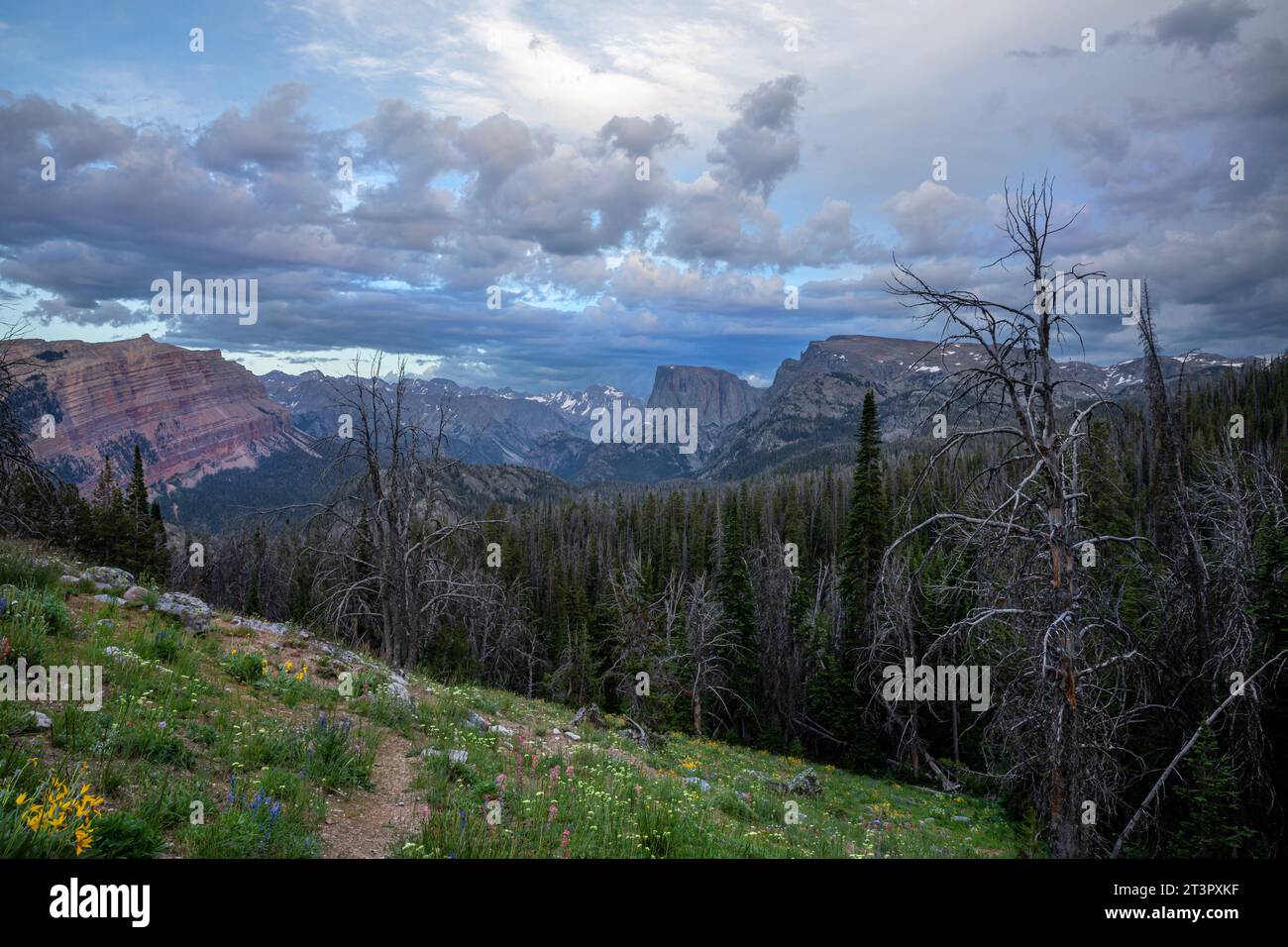WY05374-00...WYOMING - Blick am späten Nachmittag auf den Squaretop Mountain vom Twin Lakes Trail im Abschnitt Bridger Wilderness der Wind River Range. Stockfoto
