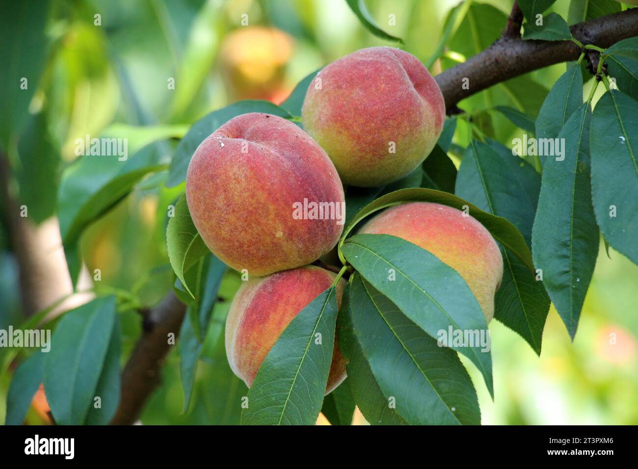 Auf dem Zweig eines Baumes mit grünen Blättern wachsen reife Pfirsichfrüchte Stockfoto
