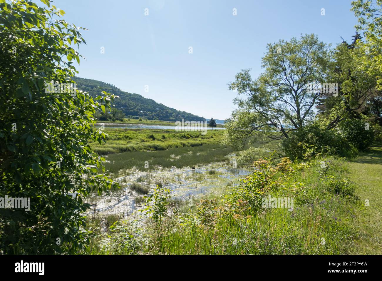 Feuchte Umgebung l'île aux grues, Charlevois, Provinz Québec, Kanada. Stockfoto