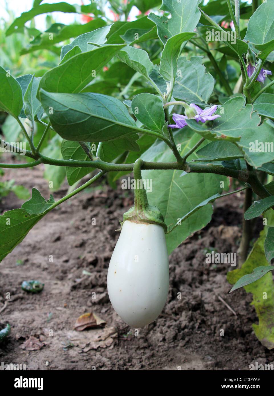 Weiße Aubergine wächst in offenem organischen Boden Stockfoto