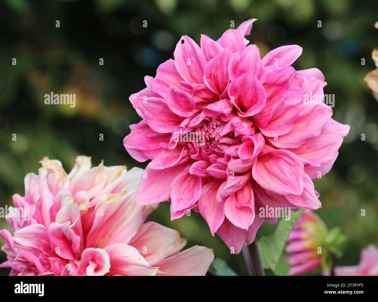 Gartendahlien (Dahlia pinnata) blühen im Blumengarten am Ende des Sommers Stockfoto