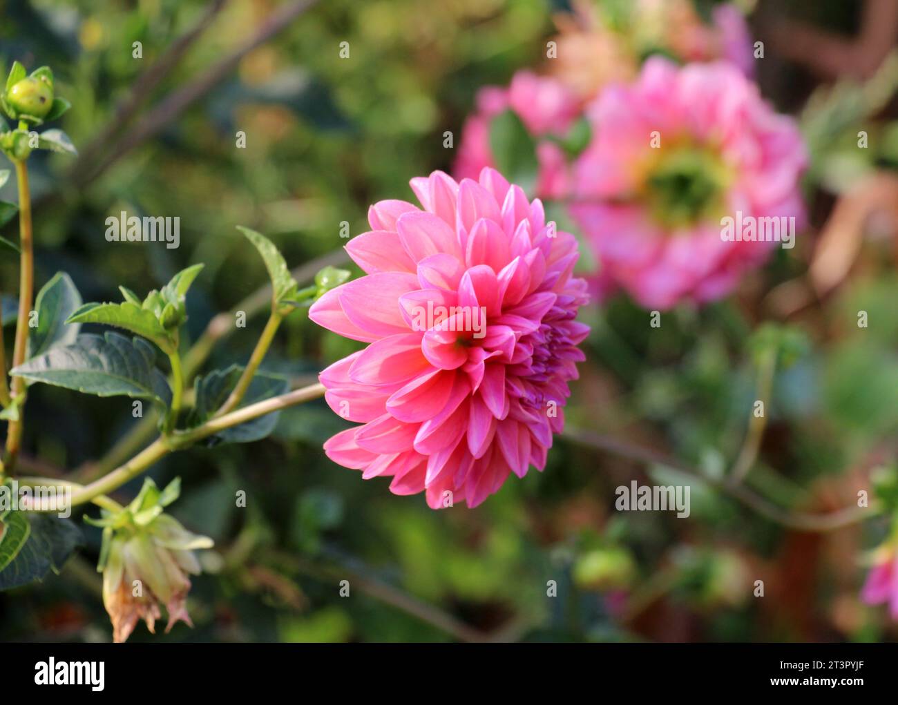 Gartendahlien (Dahlia pinnata) blühen im Blumengarten am Ende des Sommers Stockfoto