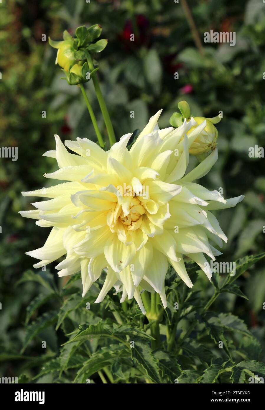 Gartendahlien (Dahlia pinnata) blühen im Blumengarten am Ende des Sommers Stockfoto
