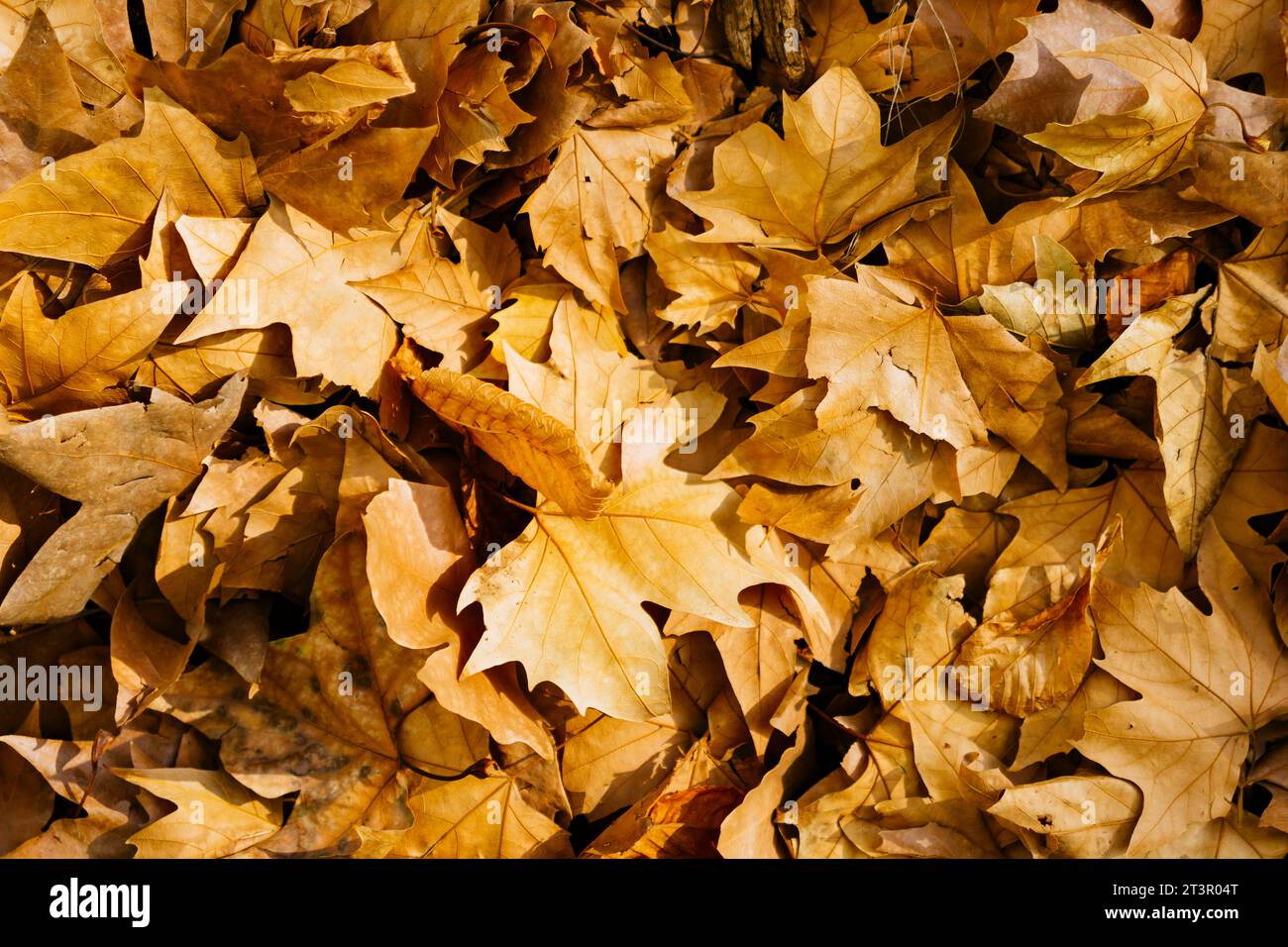 Goldene herbstliche Blätter auf dem Boden. Madrid, Comunidad de madrid, Spanien, Europa Stockfoto