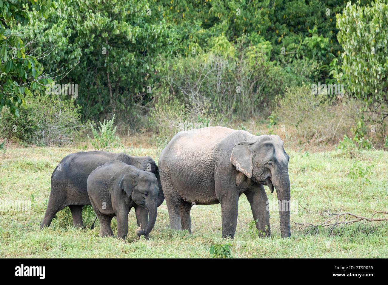 Der asiatische Elefant ist ein großes Säugetier in Thailand. Es ist ein wildes Tier und befindet sich im Tiefland. In der Gruppe haben Erwachsene männlich und weiblich. Stockfoto