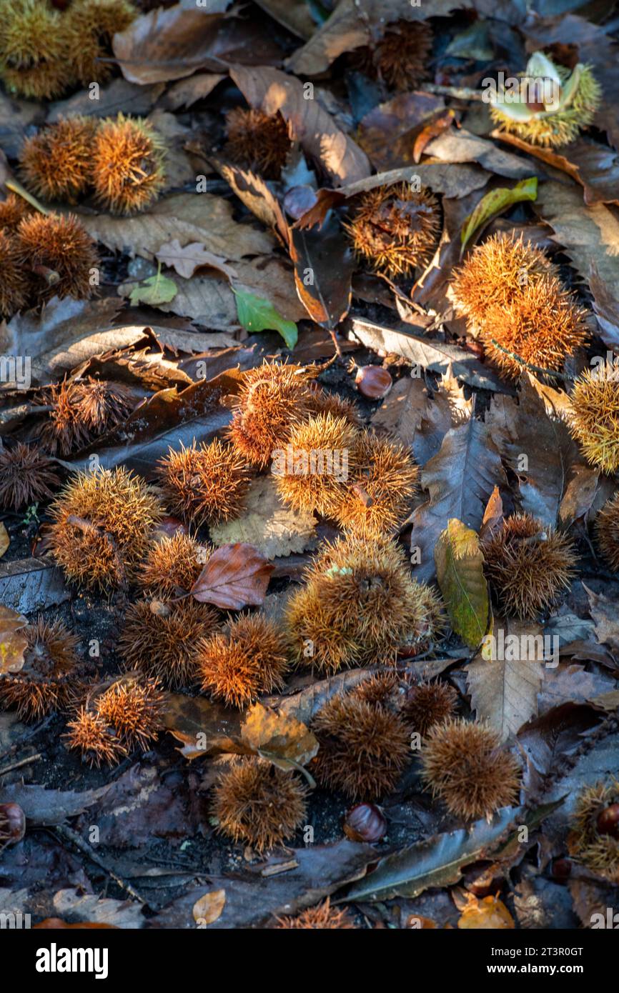 Rosskastanien auf dem Waldboden während der Herbstsaison im Mastjahr. Gefallene Blätter und Herbstfarben auf einem Waldboden in abstrakter Form Stockfoto