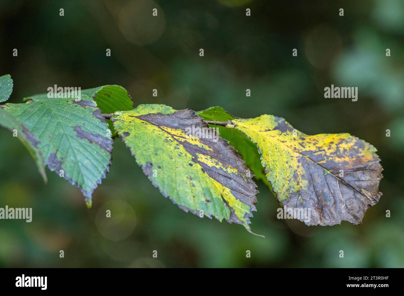 Nahaufnahme von Herbstblättern in wechselnden Grün- und Gelbtönen in der Herbstsaison. Stockfoto