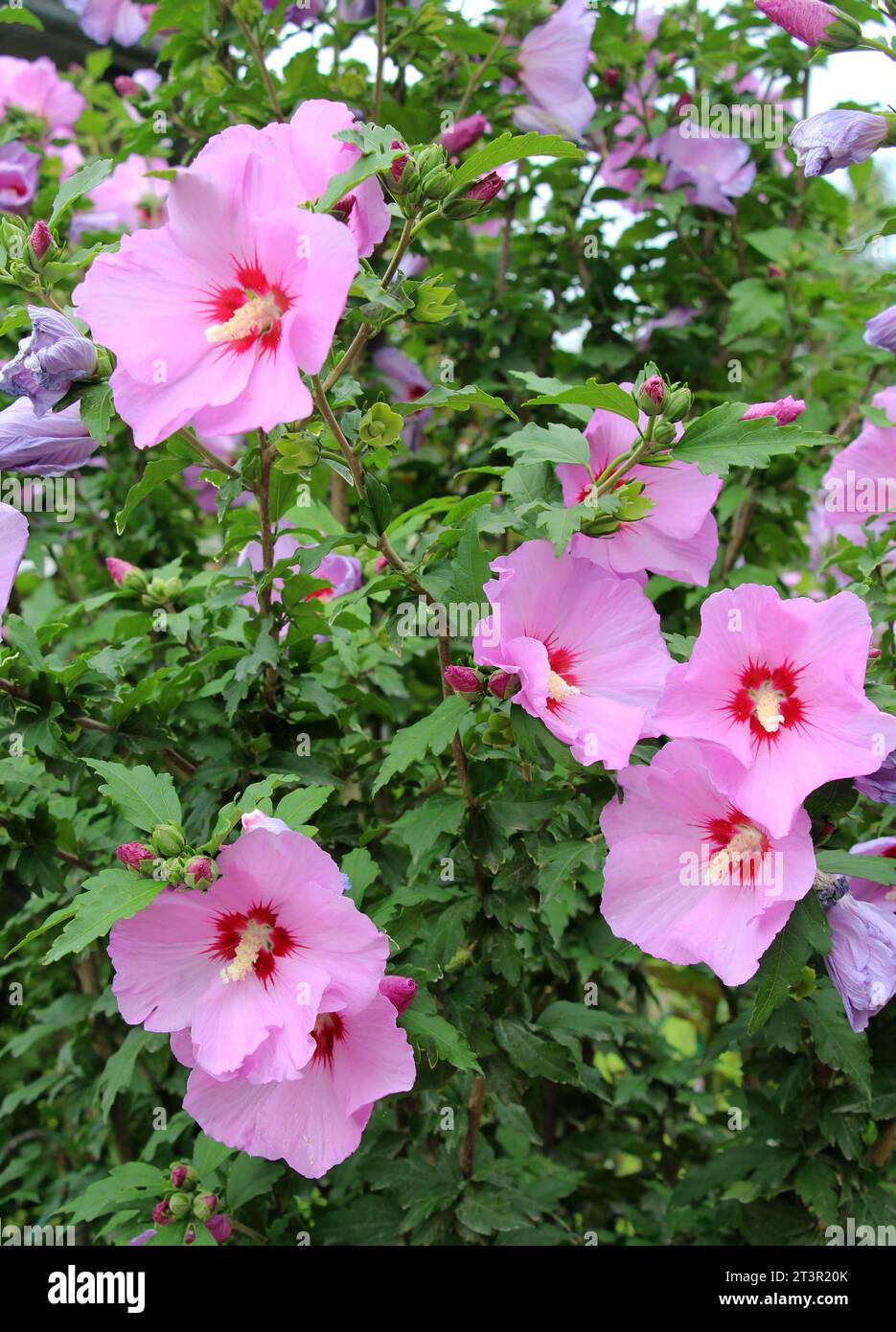 Im Sommer blüht der Hibiskusbusch in der Natur Stockfoto