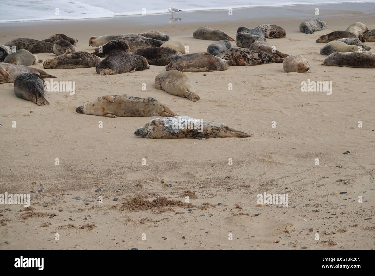 Horsey Beach Seals Stockfoto