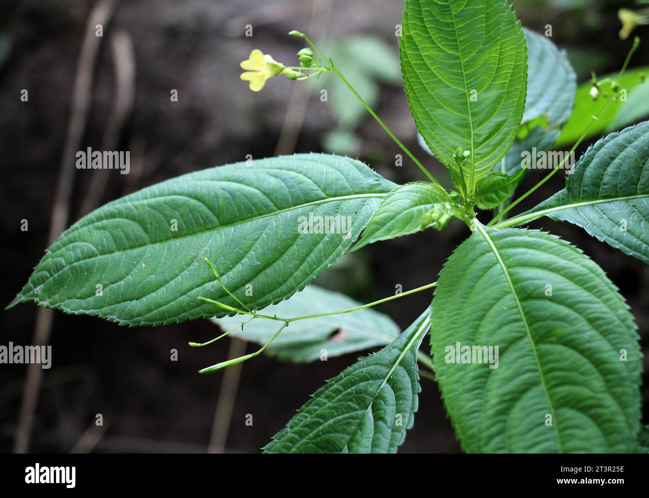 Im Sommer wächst Impatiens parviflora in freier Wildbahn Stockfoto