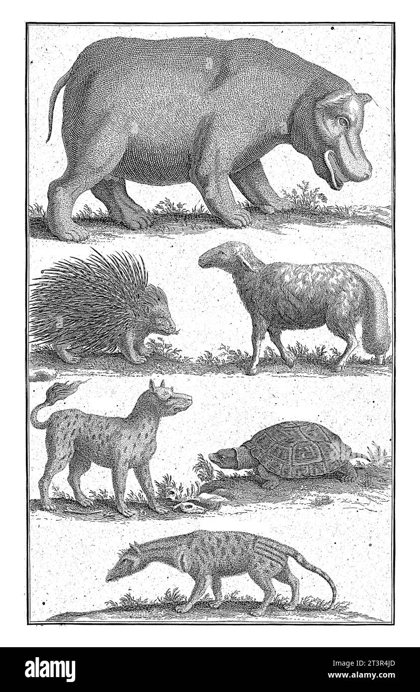 Tiere in Südafrika, Abraham Zeeman, 1727 Ein Nilpferd, Stachelschweine, Schafe, tiger, Schildkröte und Bisamkat. Stockfoto
