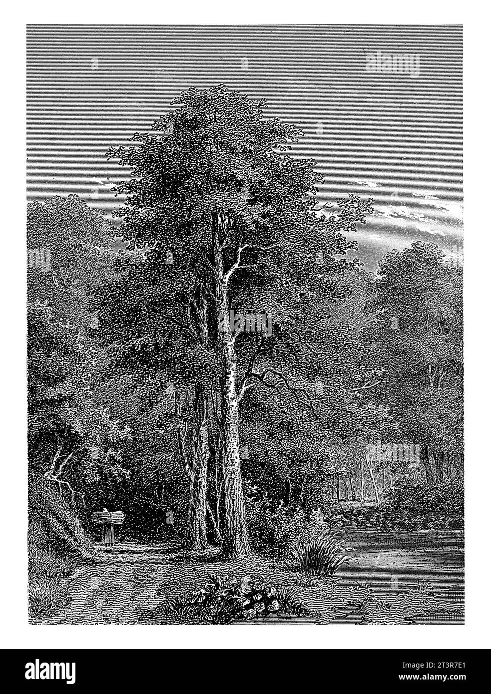 Blick auf einen Wald, Willem Frederik Wehmeyer, nach Jacob Cremer, 1852 fließt Ein Bach durch einen Wald. Auf dem Weg entlang des Baches geht eine Frau mit Stockfoto