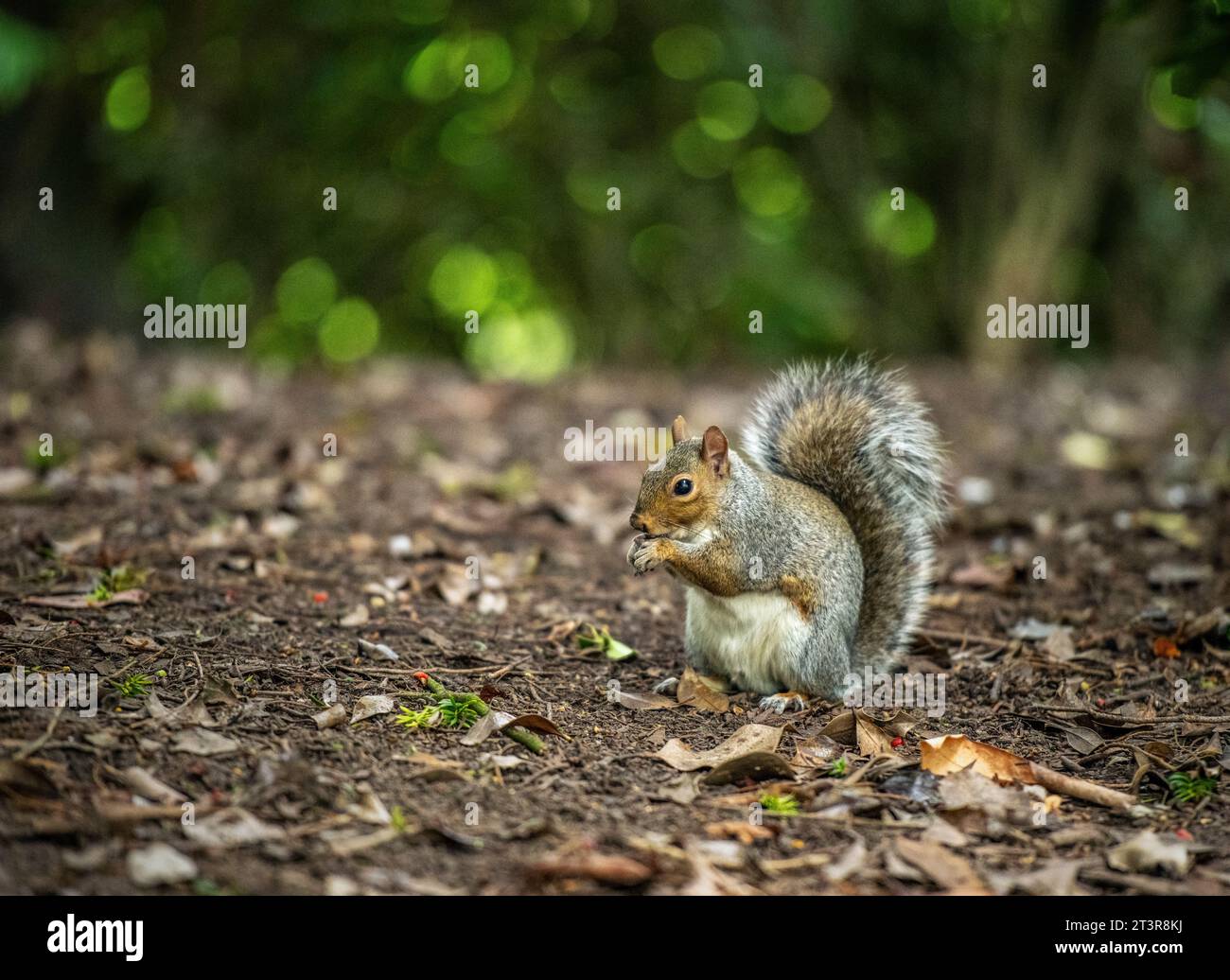 Umweltporträt eines fütternden Grauhörnchens (Sciurus carolinensis) in einem Park in Manchester, England, Großbritannien Stockfoto