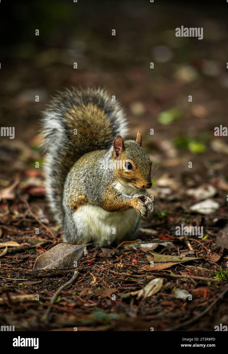 Umweltporträt eines fütternden Grauhörnchens (Sciurus carolinensis) in einem Park in Manchester, England, Großbritannien Stockfoto