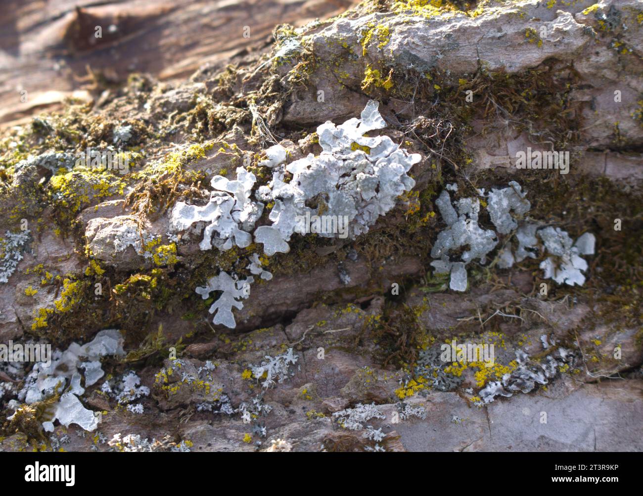 Flechten auf umgefallenem Baum Stockfoto