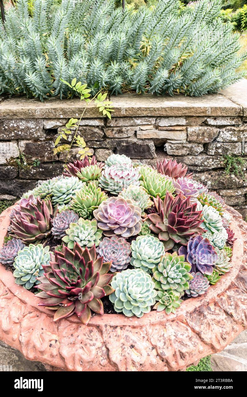 SUKKULENTEN Sempervivum tectorum, gemeiner Hauseleek, Art der blühenden Pflanzenfamilie Crassulaceae, heimisch in Südeuropa, im kunstvollen Terrakotta-Topf Stockfoto