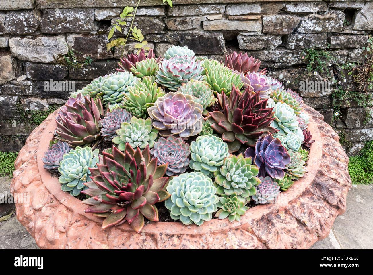 SUKKULENTEN Sempervivum tectorum, gemeiner Hauseleek, Art der blühenden Pflanzenfamilie Crassulaceae, heimisch in Südeuropa, im kunstvollen Terrakotta-Topf Stockfoto