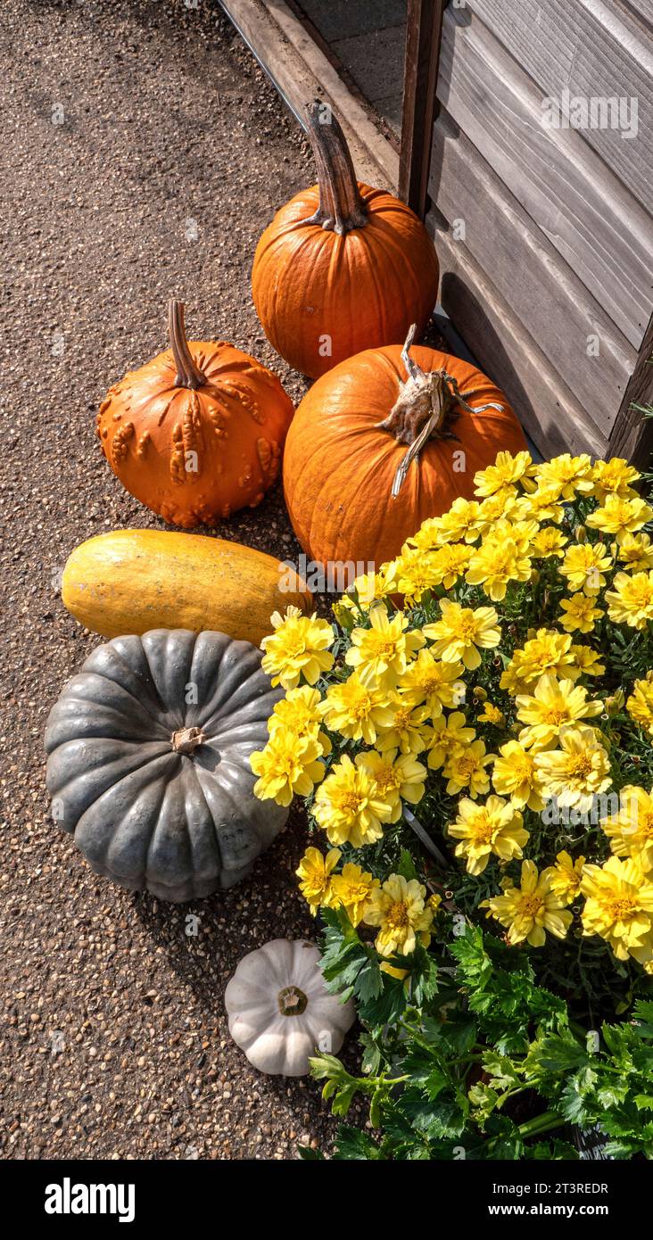 Kürbis-Sorten mit Ringelblumen, die draußen in einem typischen britischen Bio-Bauernhof ausgestellt werden Stockfoto