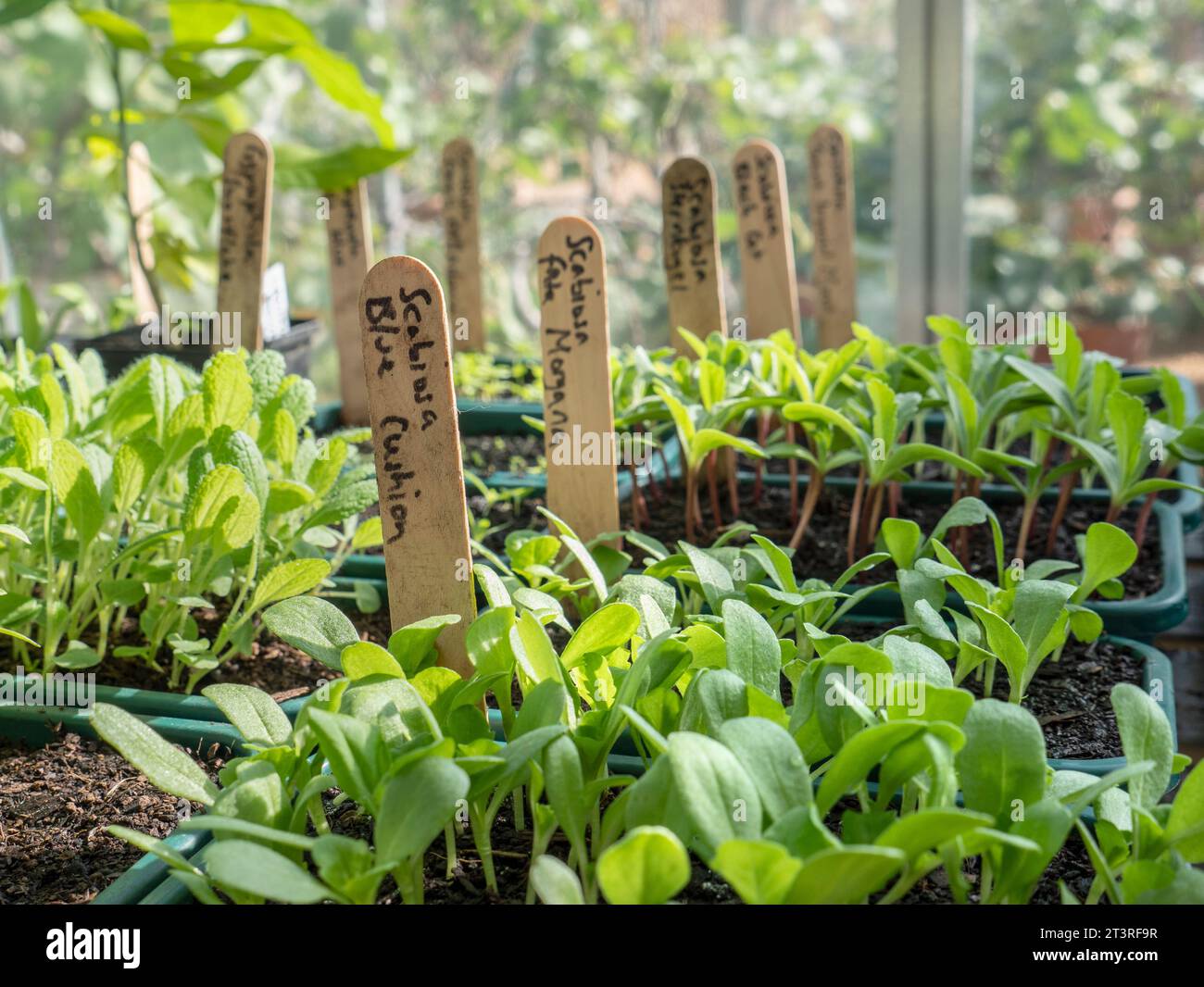 Scabiosa atropurpurea „Blue Cushion“ Scabious „Blue Cushion herausstechen, mit Kennzeichnungsetiketten in der Schale im sonnigen Gewächshaus Surrey UK Stockfoto