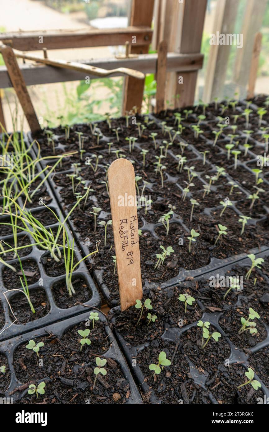Senfrote Rüschen, die in einem Holzgewächshaus im Kleingartengarten hervorstechen Stockfoto