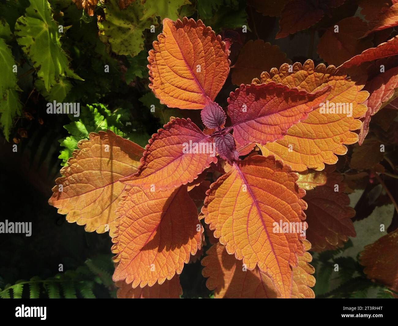 Plectranthus scutellarioides oder einfach Lagerfeuer coleus. Diese Pflanze ist in Südostasien beheimatet. Lagerfeuer ist in verschiedenen Farben erhältlich. Stockfoto