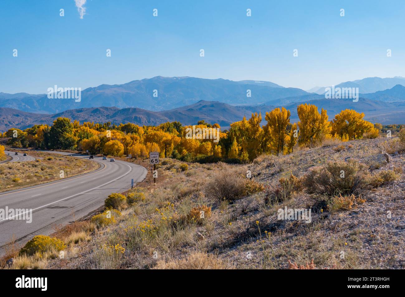 Im Owens Valley außerhalb von Bishop California werden große Pappelbäume in ihre herbstgelben Farben verwandelt. Rundes Tal, blauer Himmel, sc Stockfoto