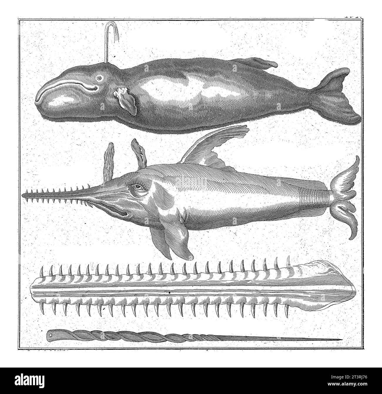 Pottwal und Sägefisch, Johannes van der Spyck, 1736 - 1761 von oben nach unten Pottwal, Sägefisch, Oberkiefer oder Sägefisch eines Sägefisches und Th Stockfoto