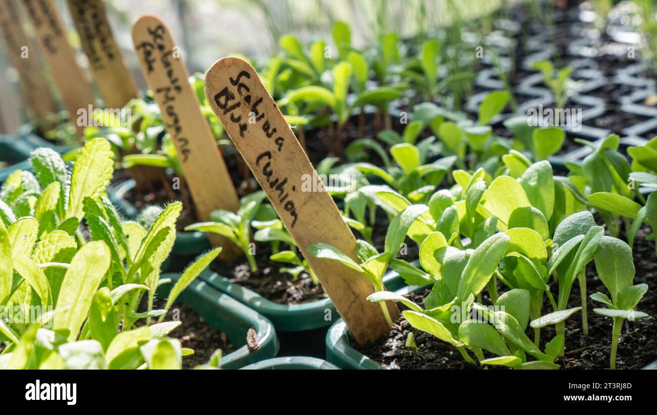 GREENHOUSE PRICKING OUT Scabiosa atropurpurea „Blue Cushion“ Scabious „Blue Cushion Pricking OUT, mit Kennzeichnungsetiketten in der Schale im sonnigen Gewächshaus Surrey UK Stockfoto
