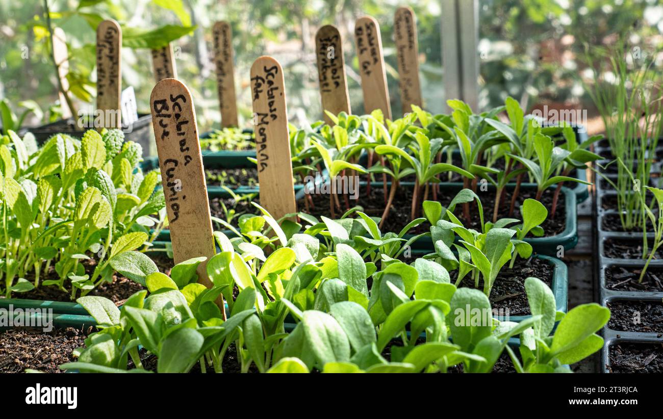 Scabiosa atropurpurea „Blue Cushion“ Scabious „Blue Cushion herausstechen, mit Kennzeichnungsetiketten in der Schale im sonnigen Gewächshaus Surrey UK Stockfoto