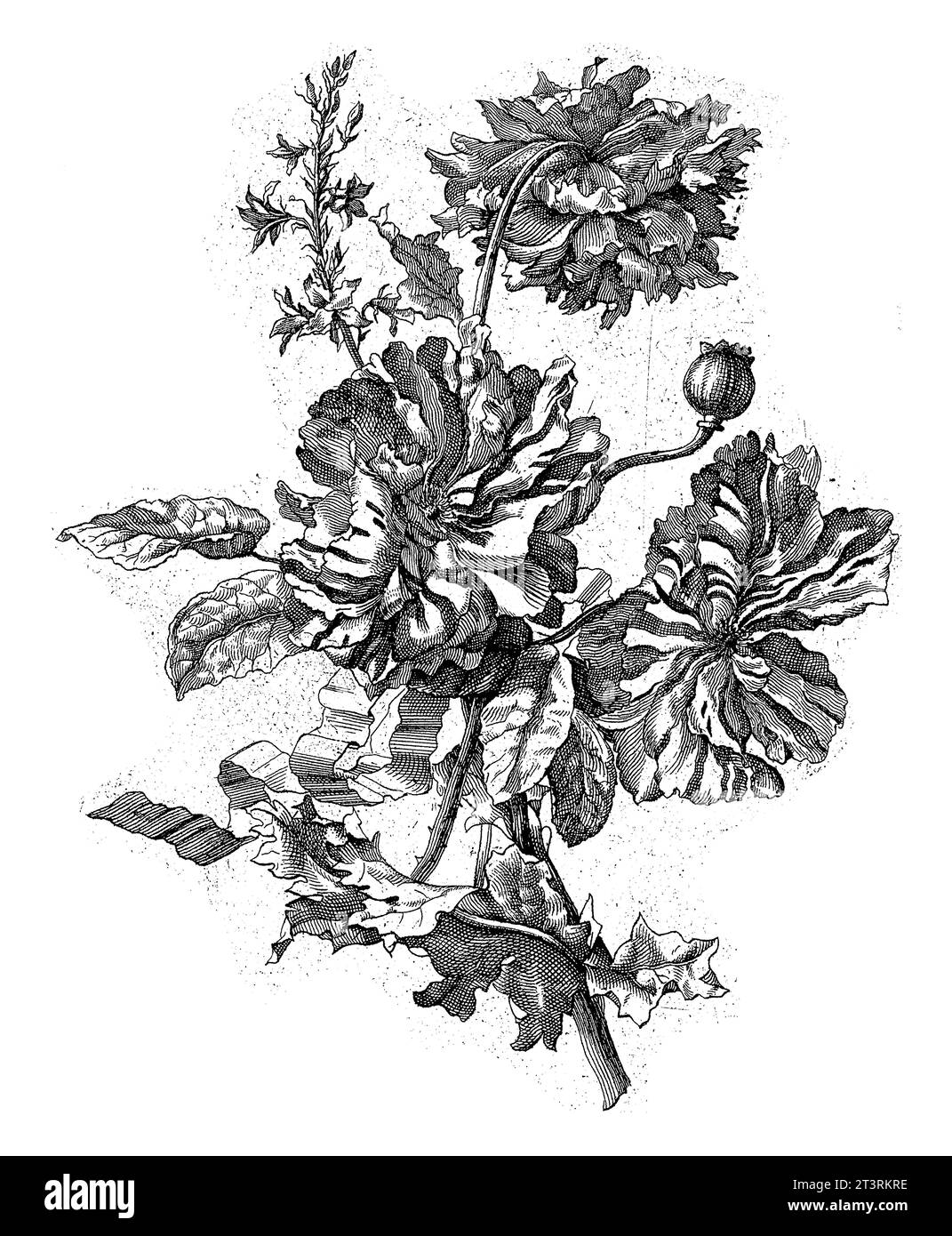 Pfingstrosen-ähnliche Blumen, anonym, 1679 - 1702 Studium der Pfingstrosen-ähnlichen Blumen, Vintage-Gravur. Stockfoto