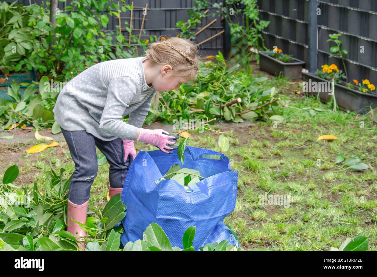 Das Mädchen räumt abgeschnittene Äste auf. Das Mädchen trägt einen grauen Pullover, rosa Gummistiefel und rosa Sicherheitshandschuhe. Sie ist 5 Jahre alt. Der schwarze Zaun ist im Hintergrund Stockfoto