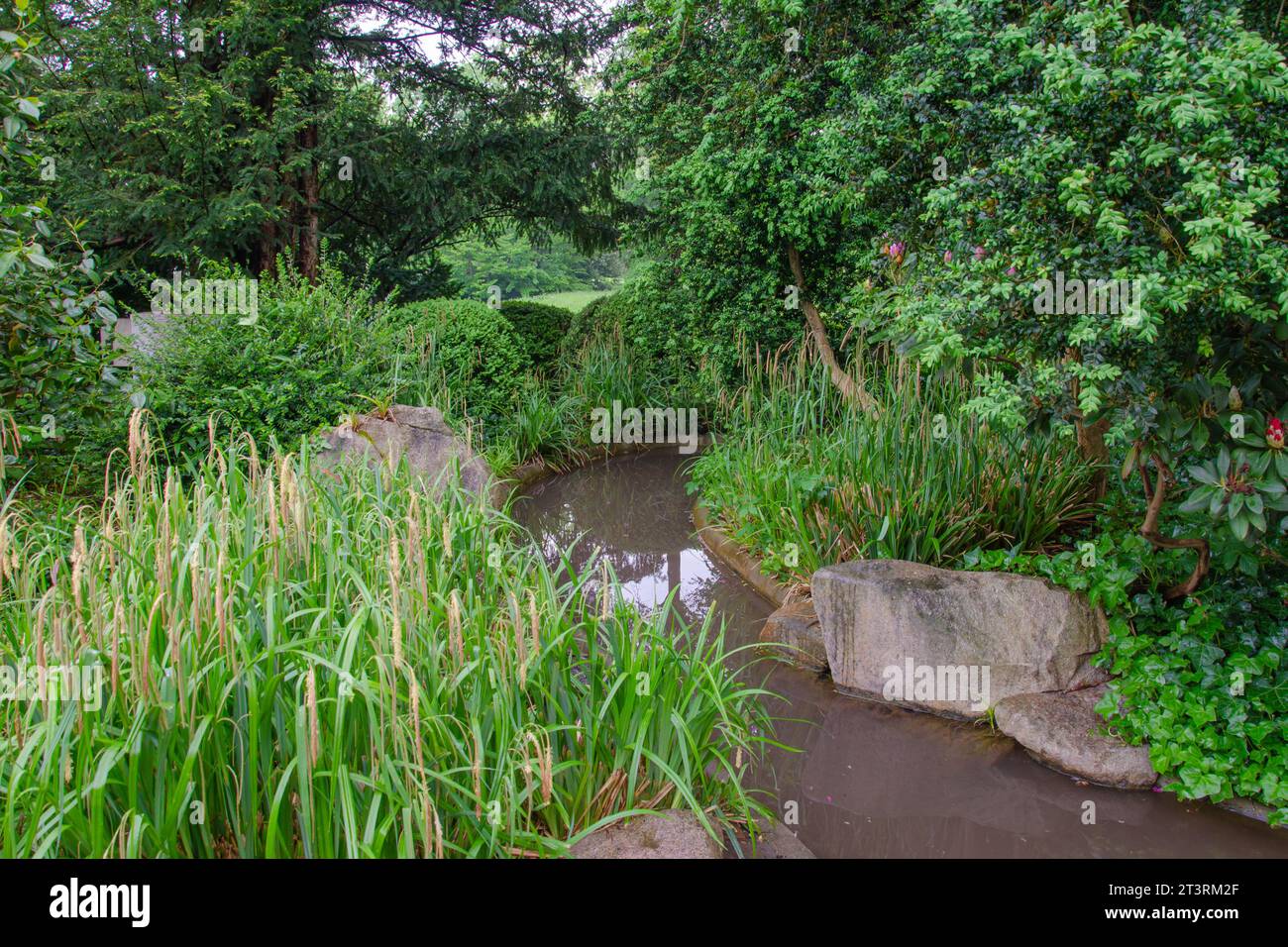 Ein kleiner ruhiger Bach in einem grünen Park. Wasser fließt entlang eines steinernen Bettes. Links: Rhododendronbüsche mit Knospen. Auf der rechten Seite - hohes Gras. Stockfoto
